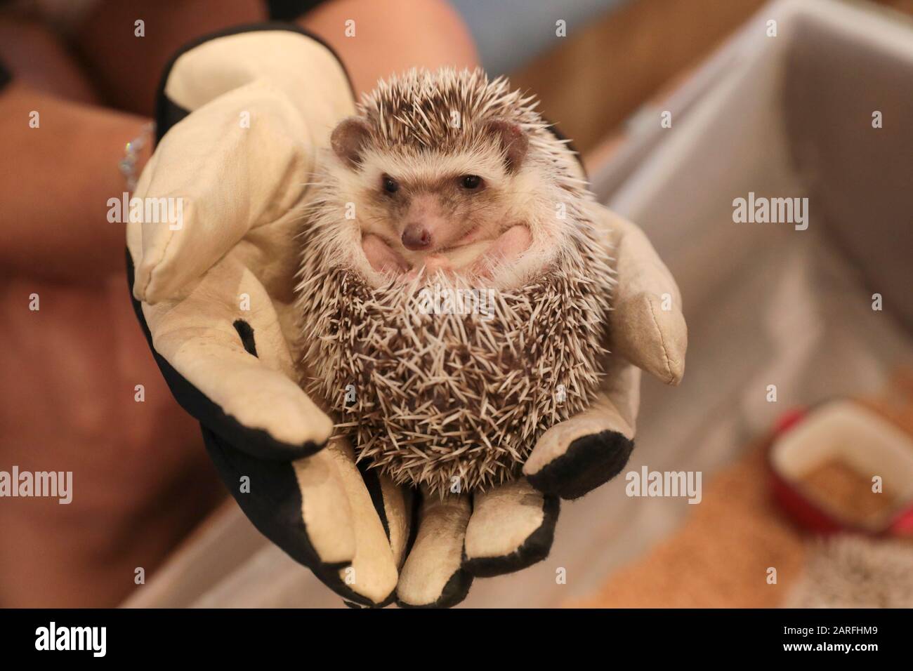 IGEL CAFÉ Stockfoto