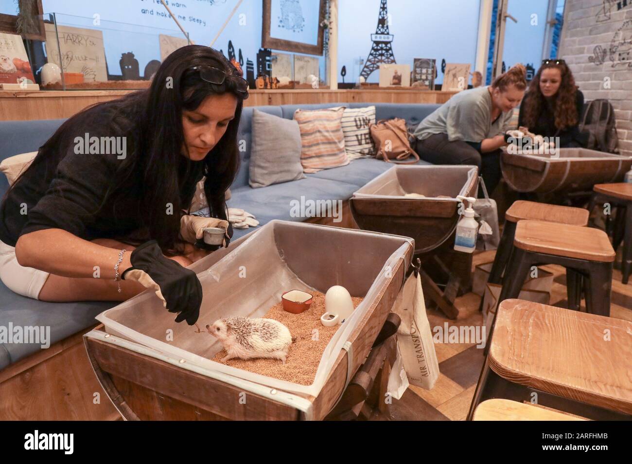 IGEL CAFÉ Stockfoto