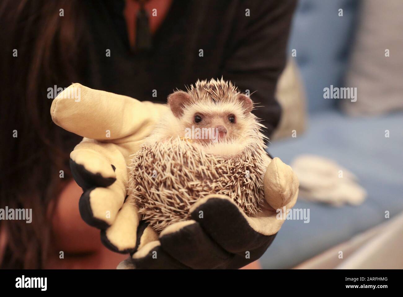 IGEL CAFÉ Stockfoto