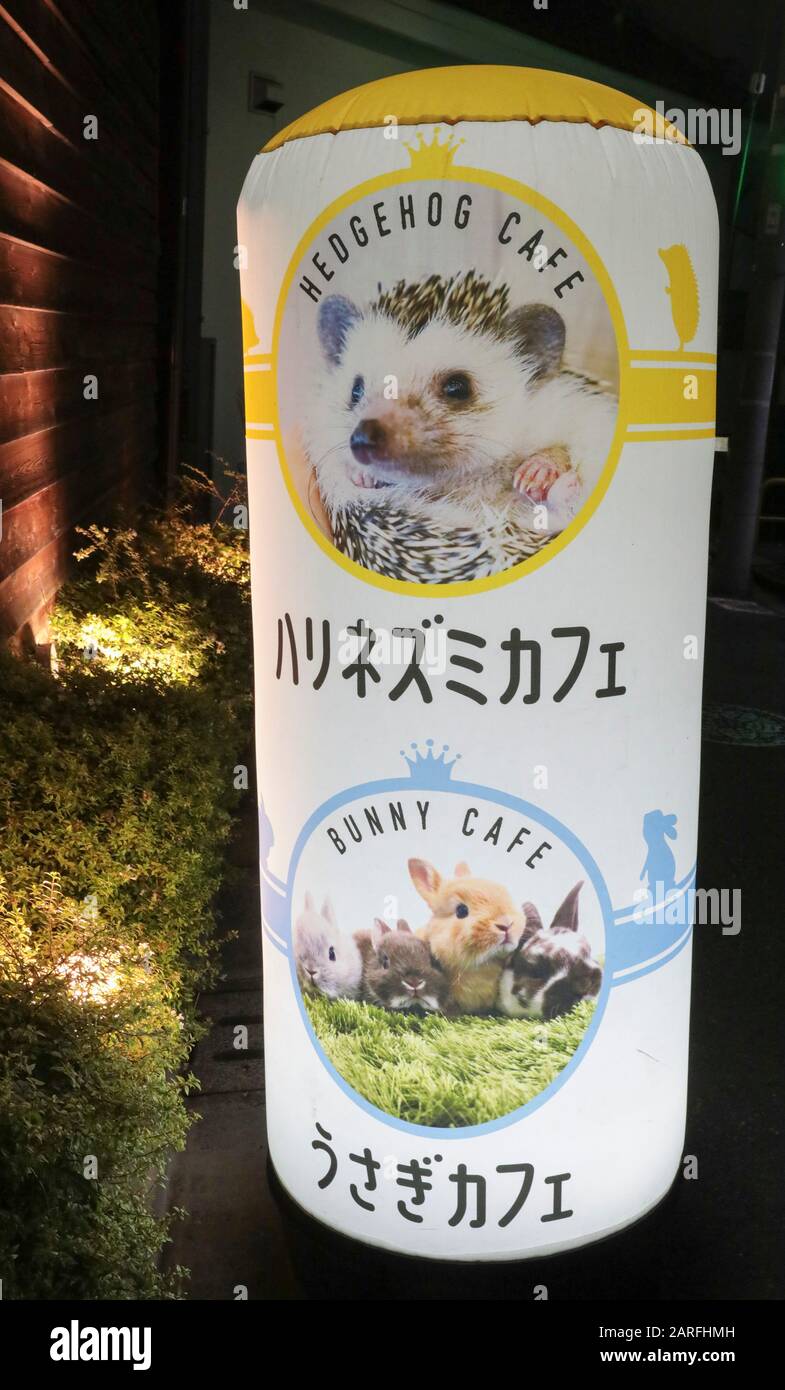 IGEL CAFÉ Stockfoto