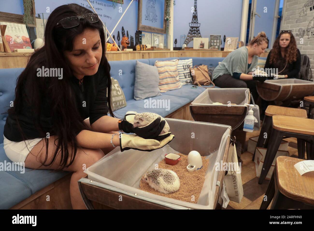 IGEL CAFÉ Stockfoto