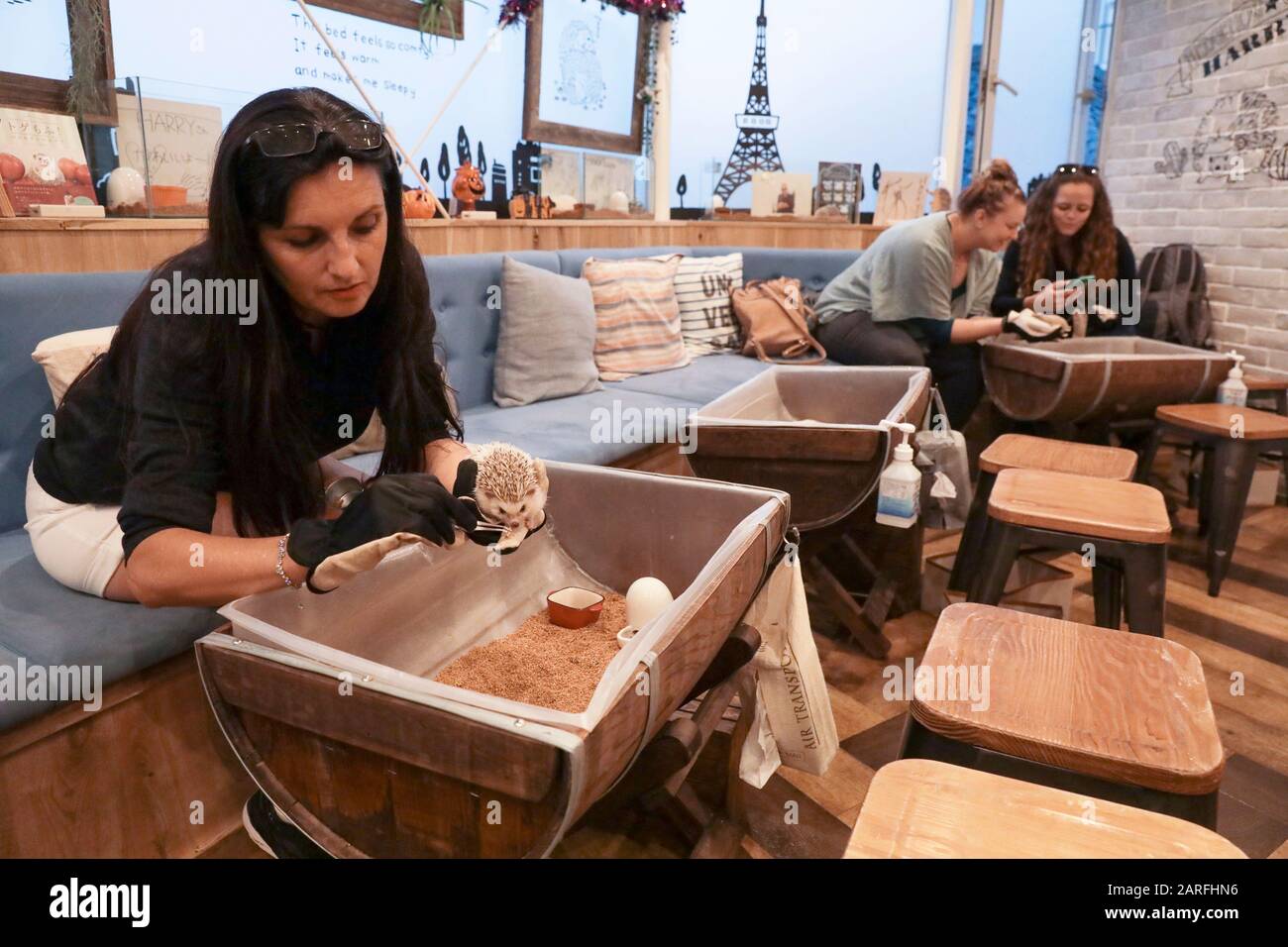 IGEL CAFÉ Stockfoto
