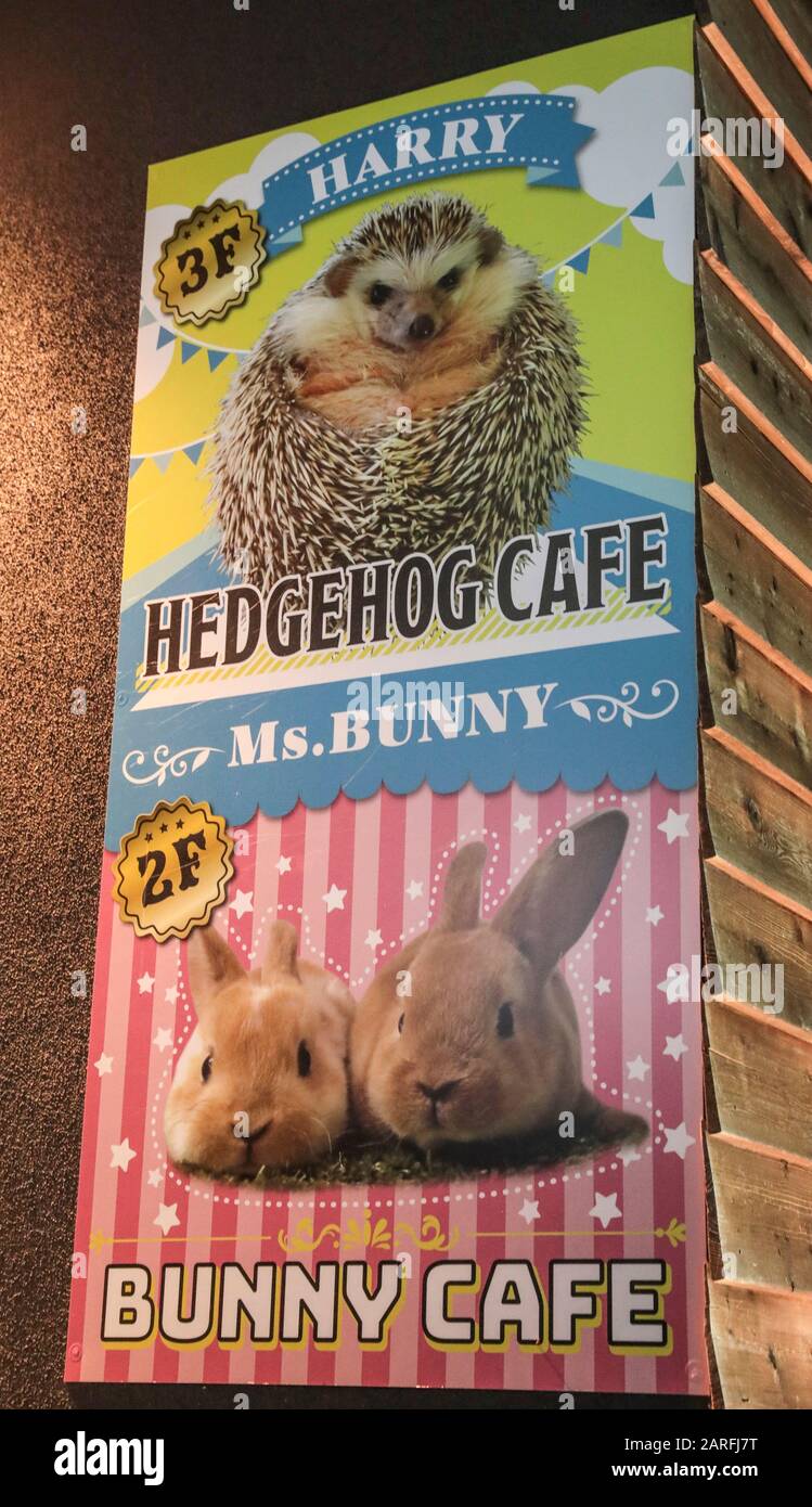 KANINCHENCAFÉ, TOKIO Stockfoto