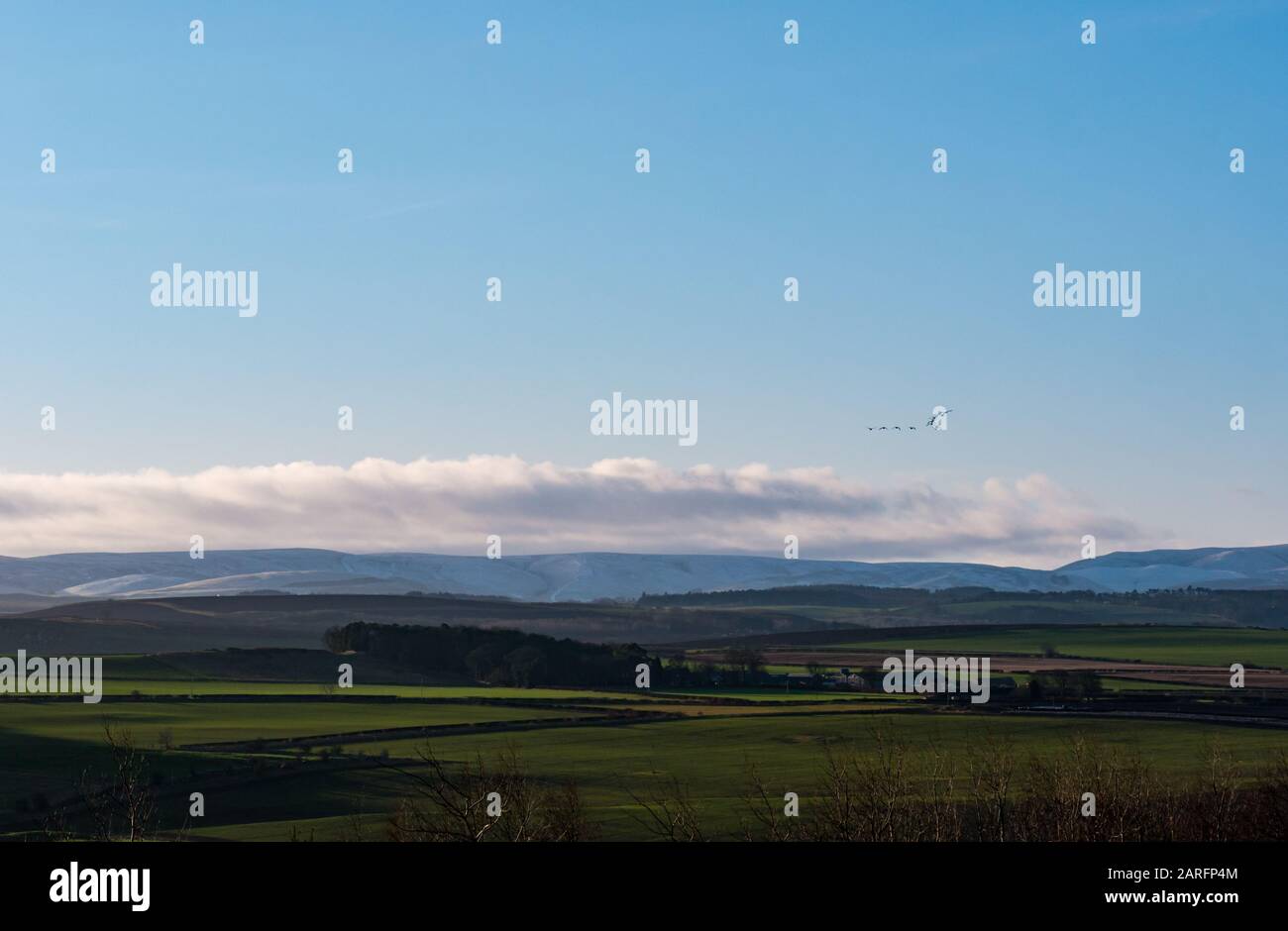 East Lothian, Schottland, Großbritannien, 28. Januar 2020. Wetter in Großbritannien: Die Sonne scheint über die ländliche Landschaft mit Schnee auf den Lammermuir Hills, als eine Menge Gänse auf sie zufliegt Stockfoto