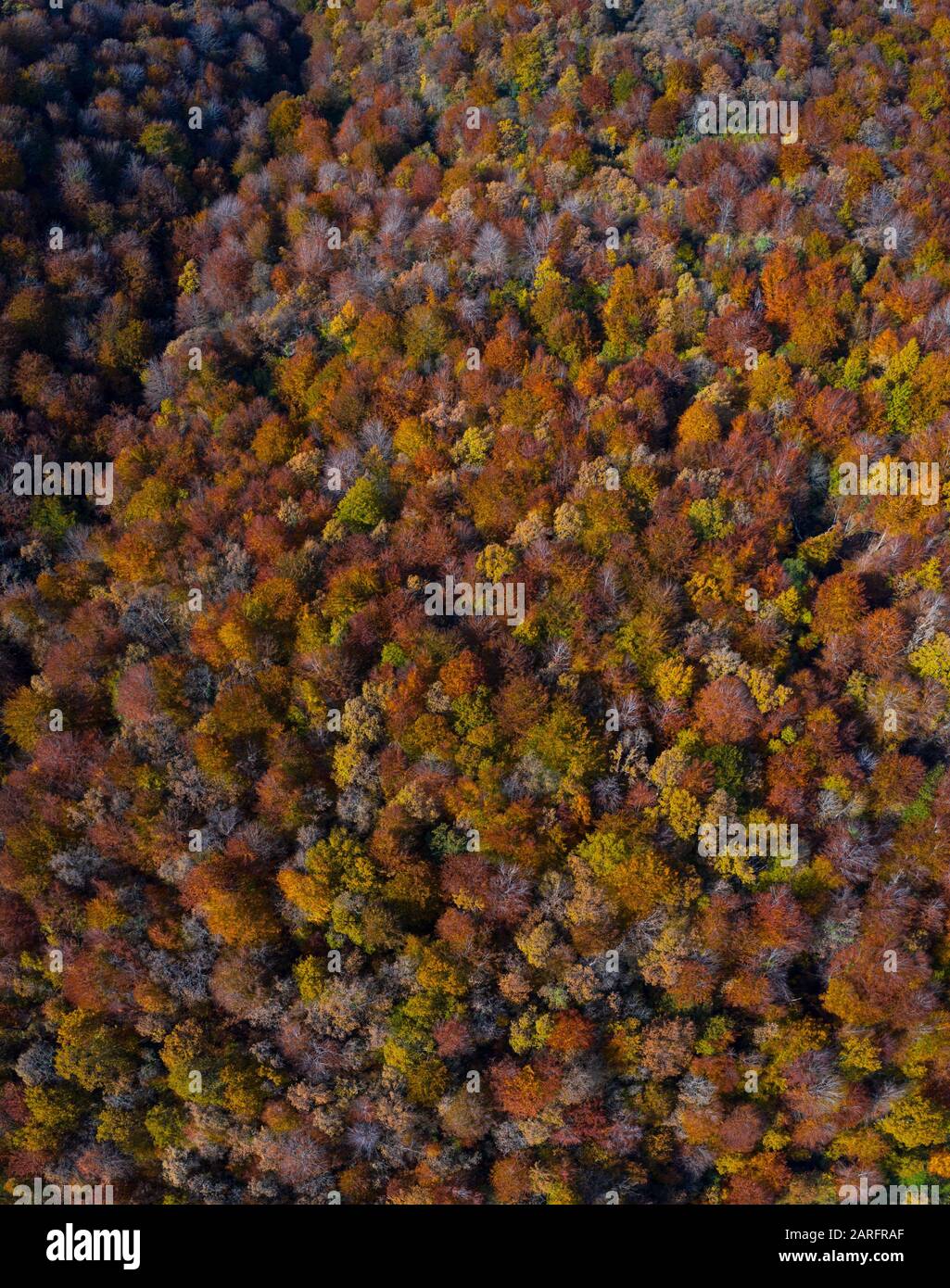 Luftbild des Beechwaldes im Wald von Irias, San Pedro de Soba, Soba-Tal, Valles Pasiegos, Alto Ason, Kantabrien, Spanien, Europa. Stockfoto