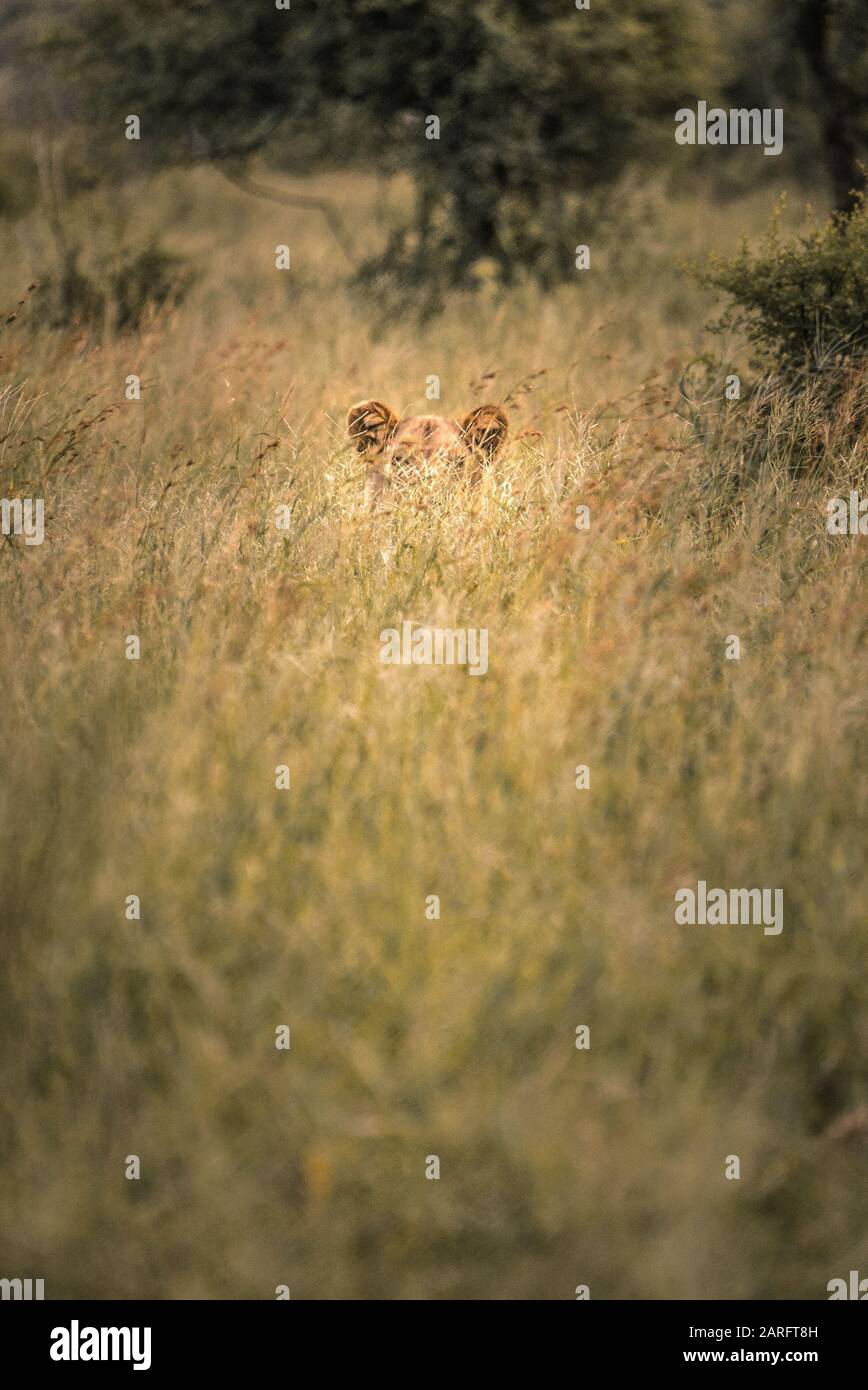 Lion versteckt sich in den Büschen Südafrikas, Kruger National Park Stockfoto