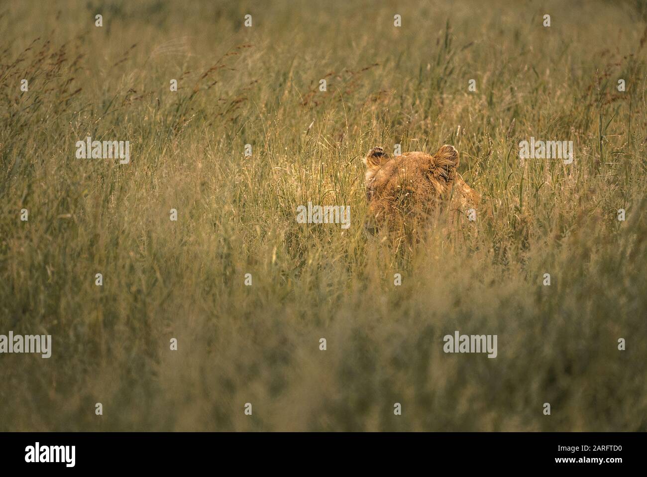 Lion ruht auf hohem Gras in der afrikanischen Wildnis, Kruger National Park Stockfoto