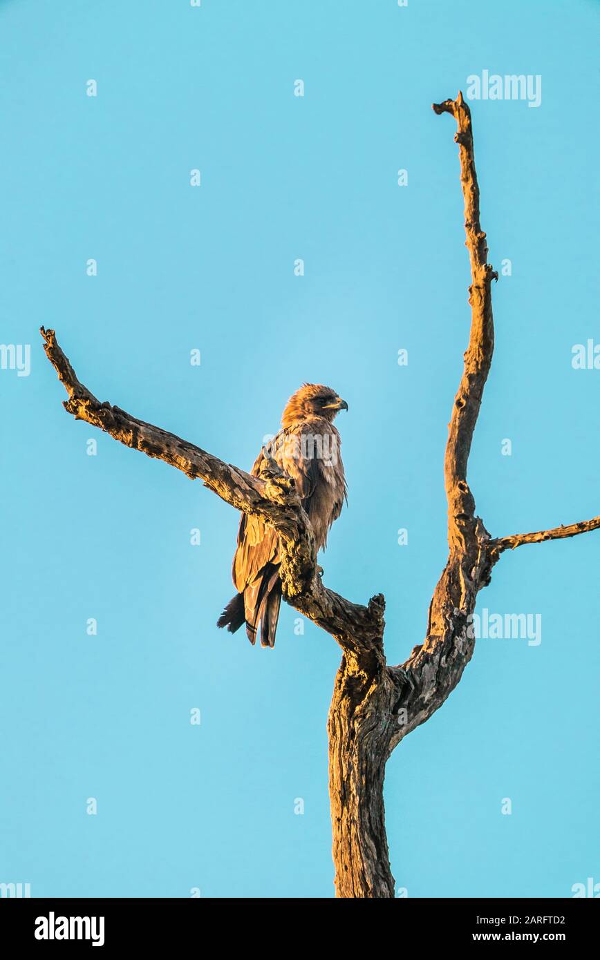 Südafrikanischer Adler - Kruger-Nationalpark Stockfoto