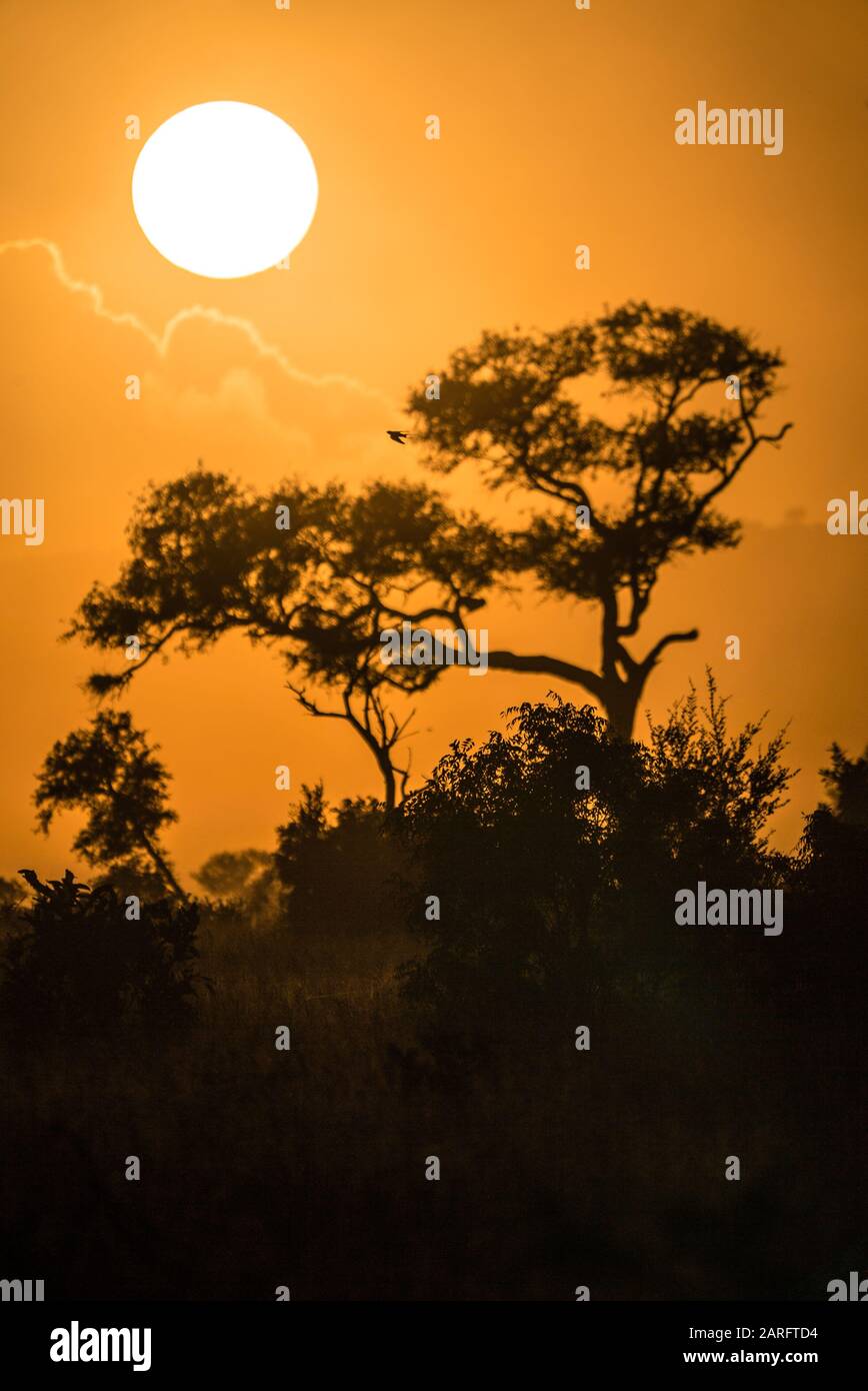 Wunderschöner Sonnenuntergang in Südafrika Game Reserve Stockfoto