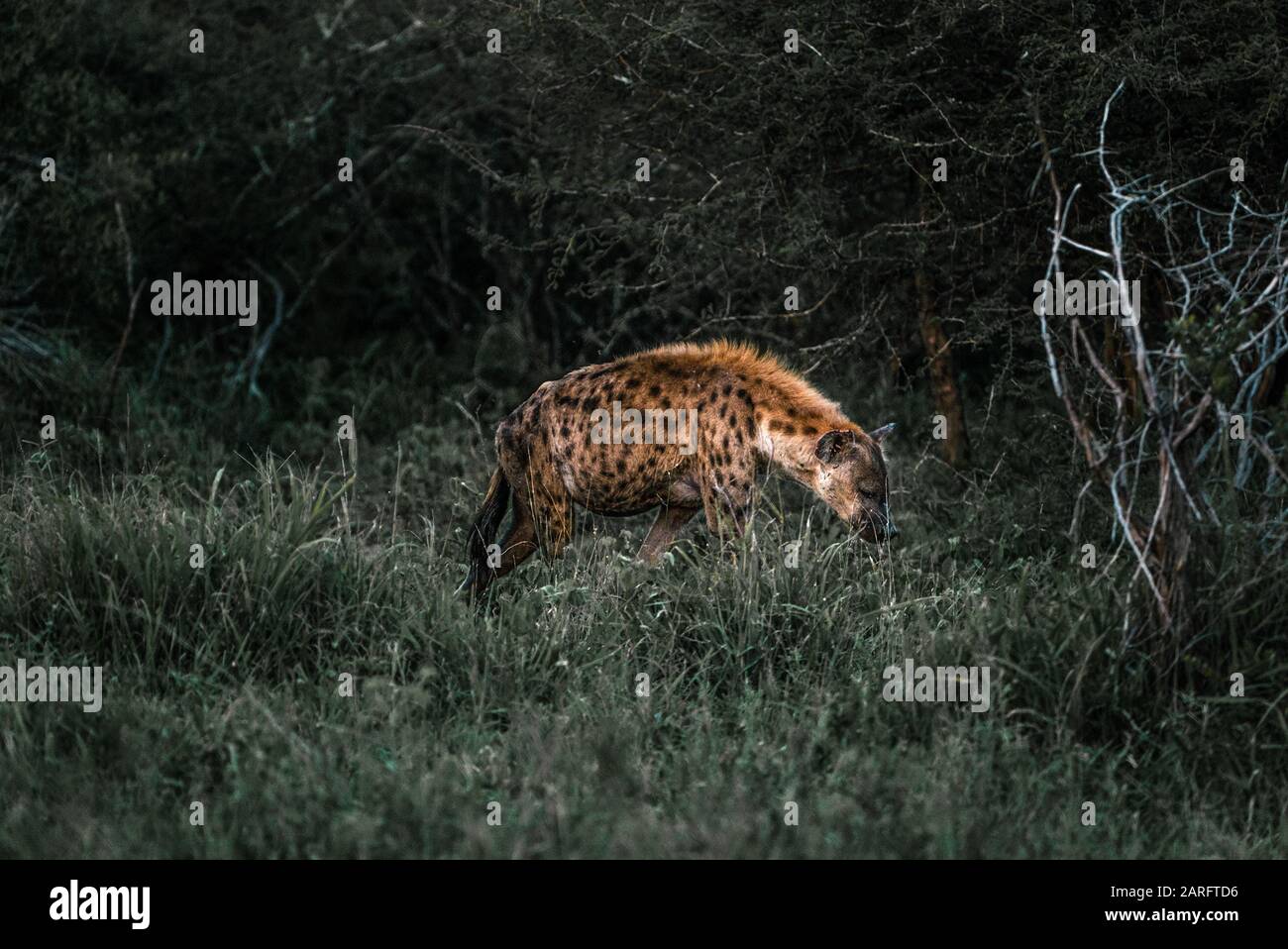 Hyäne im Morgengrauen, Kruger National Park, Südafrika Stockfoto