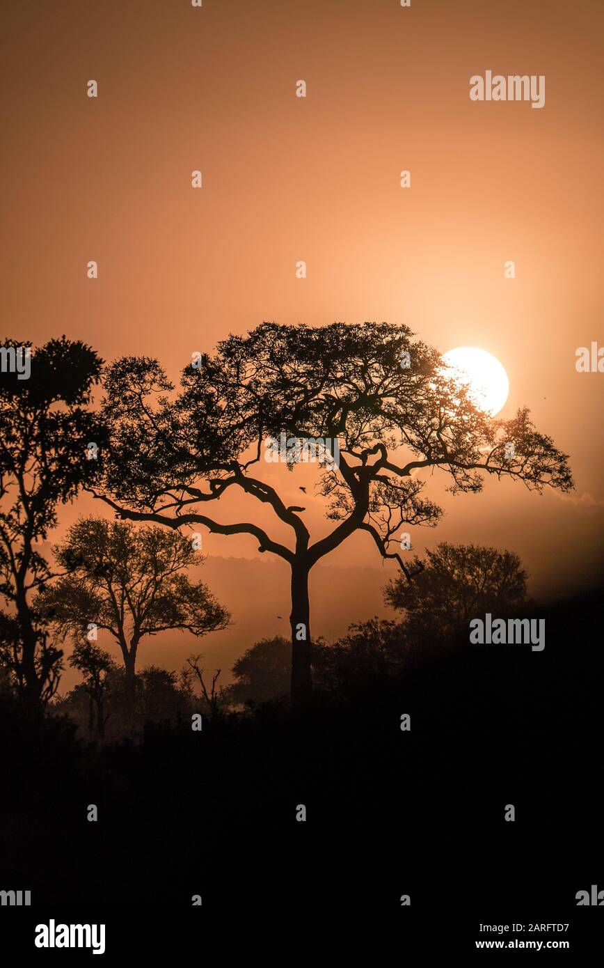 Wunderschöner Sonnenuntergang im South Africa Game Reserve, Kruger National Park Stockfoto