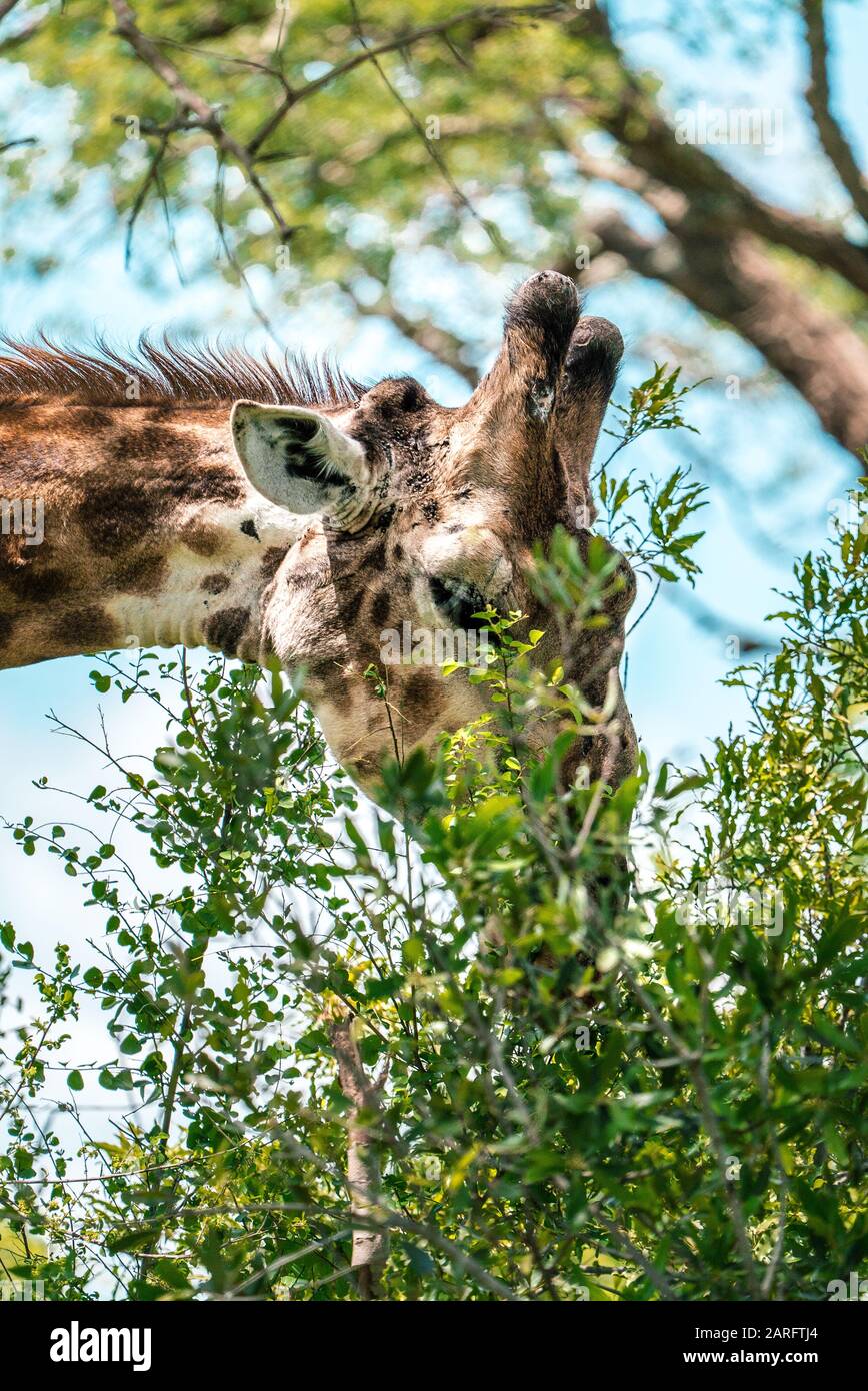 Die Giraffe im Kruger National Park ist ganz in der Nähe Stockfoto