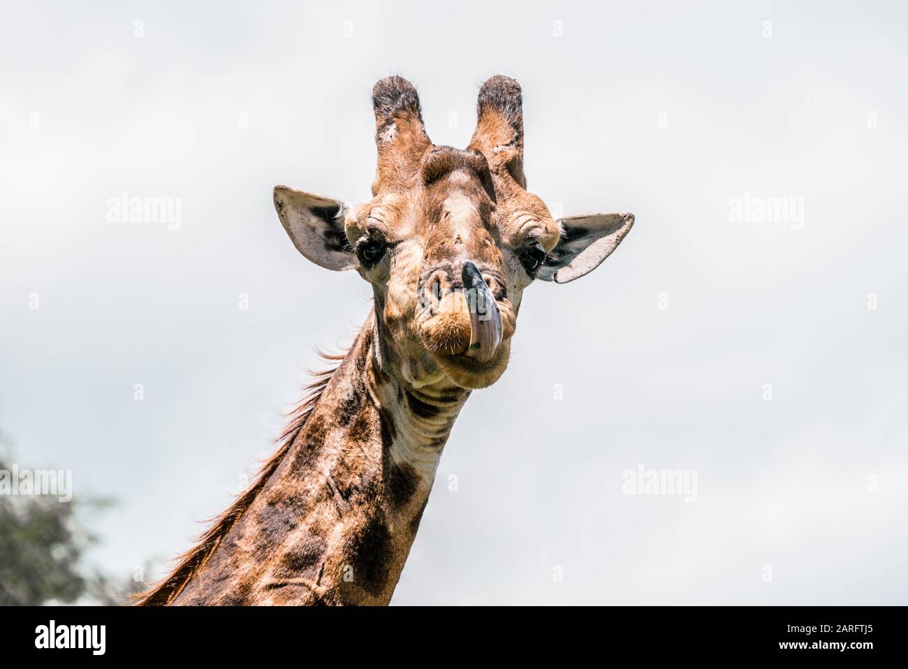 Giraffe blickt in die Kamera und klebt Zunge heraus, Kruger National Park Stockfoto