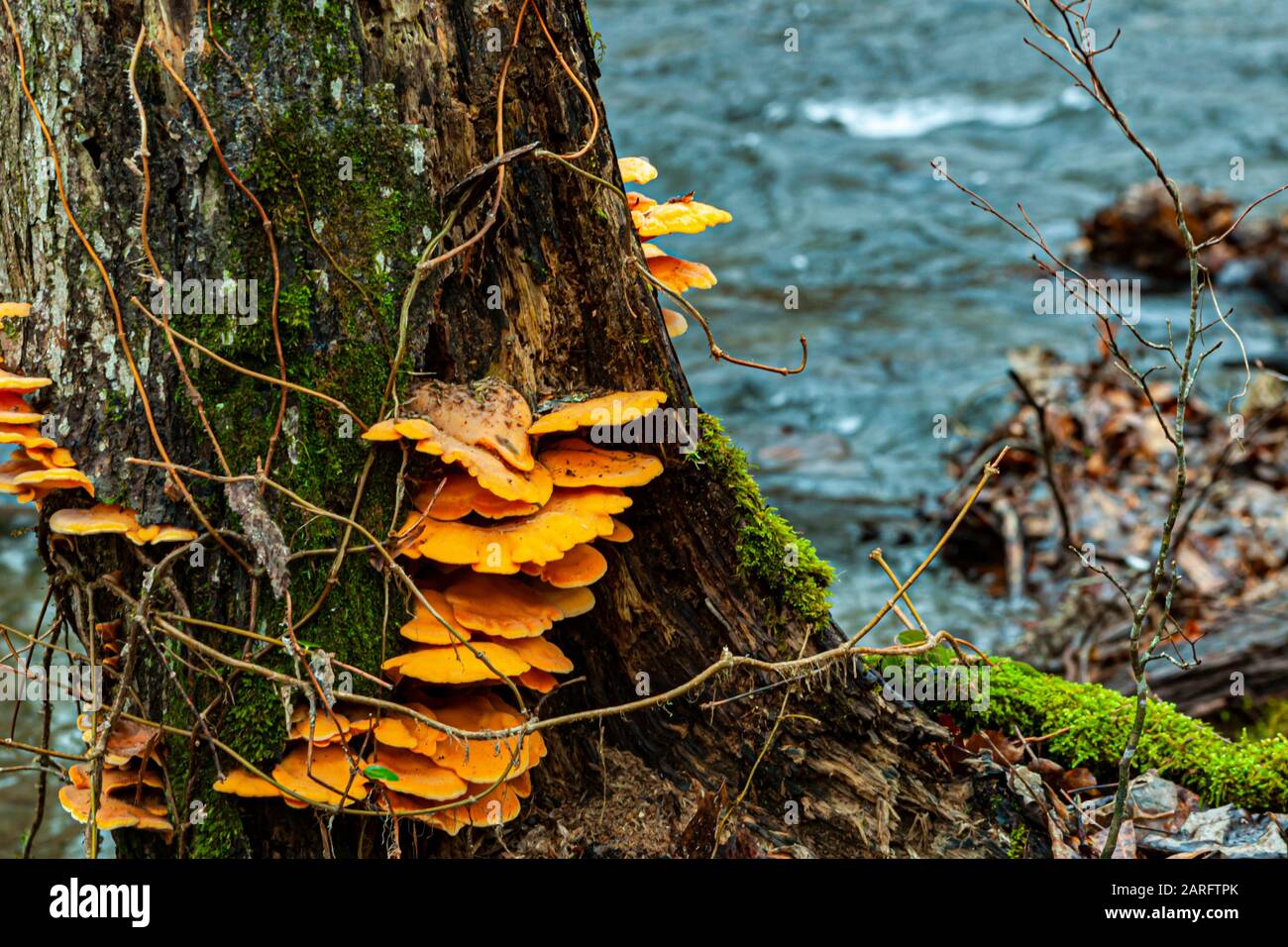 Ein Baum, der sich langsam durch den Bach verschlechtert, mit Pilzen, die auf ihm wachsen. Stockfoto