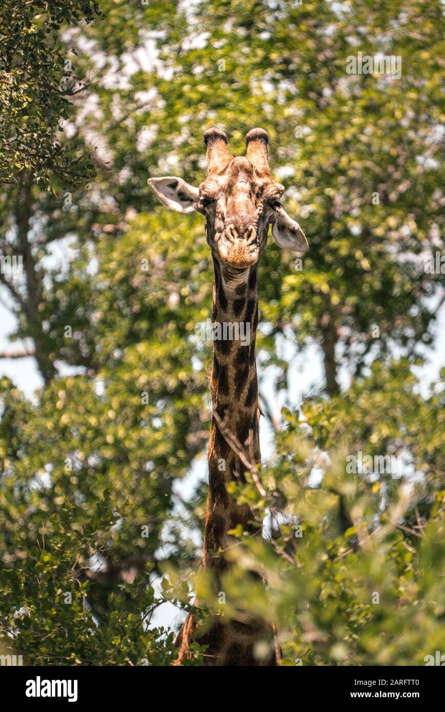 Die süße Giraffe blickt auf die Kamera und ist in Blättern eingerahmt, Kruger National Park Stockfoto