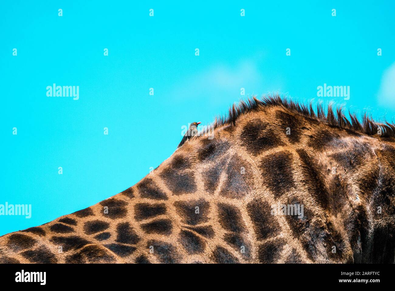 Bird sitzt auf dem Rücken der großen Giraffe im Kruger-Nationalpark. Südafrika Stockfoto