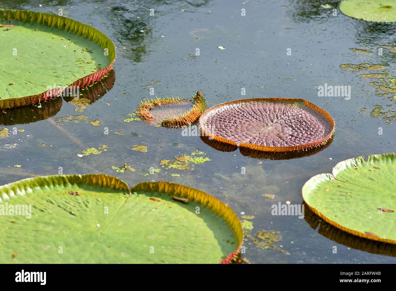 Junge victoria-seerosenblätter öffnen sich auf der Wasseroberfläche. Stockfoto