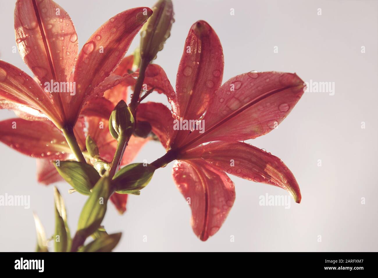 Schöne pink-rote Lilienblüten im Sonnenlicht mit Wassertropfen nach dem Regen. Blasser Himmel, Sonnenschein, Draufsicht, selektiver Fokus Stockfoto