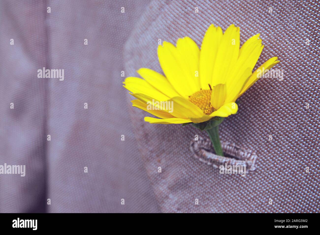 Leuchtend gelbe Heliopsisblüte, die in einem altmodischen Knopfloch mit Reverskragen, Nahaufnahme und selektivem Fokus steckte Stockfoto