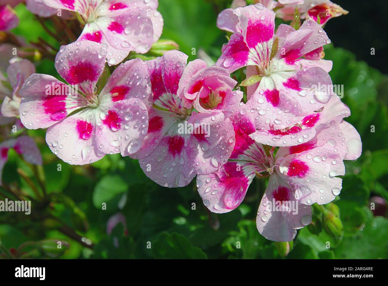 Sommergarten blüht bei Sonnenschein nach Regen. Leuchtend rosafarbene Pelargonium Blumen mit Wassertropfen bedeckt, Nahaufnahme, selektiver Fokus Stockfoto