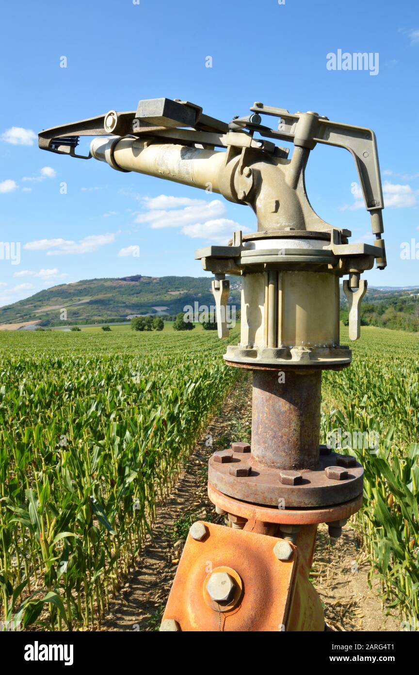 Landwirtschaftliche Bewässerung mit der Bewässerung Sprinkler, in einem Feld von Mais Stockfoto