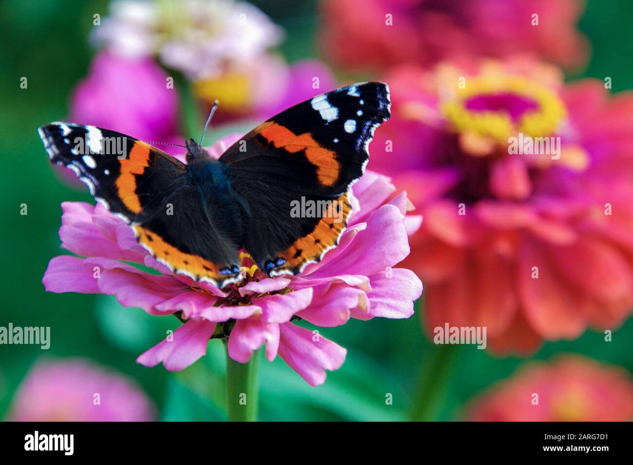 Schmetterling auf Blume im Sommergarten Stockfoto