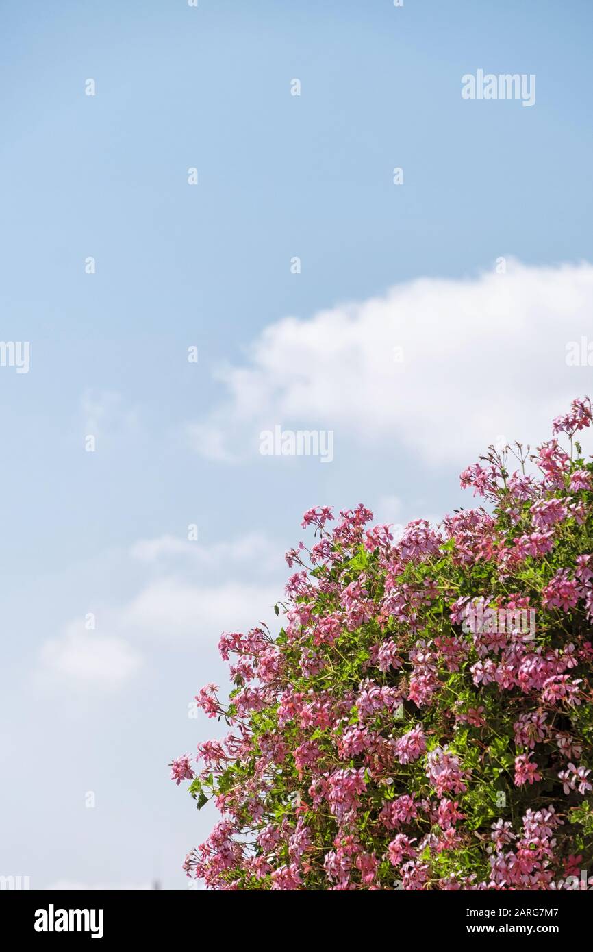 Berge von blühenden Blumen an einem Sommertag Stockfoto