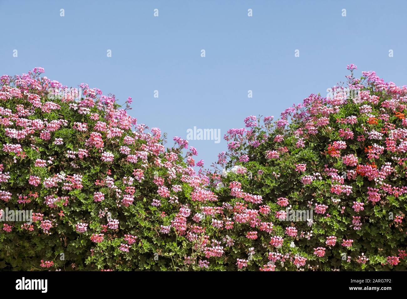 Berge von blühenden Blumen an einem Sommertag Stockfoto