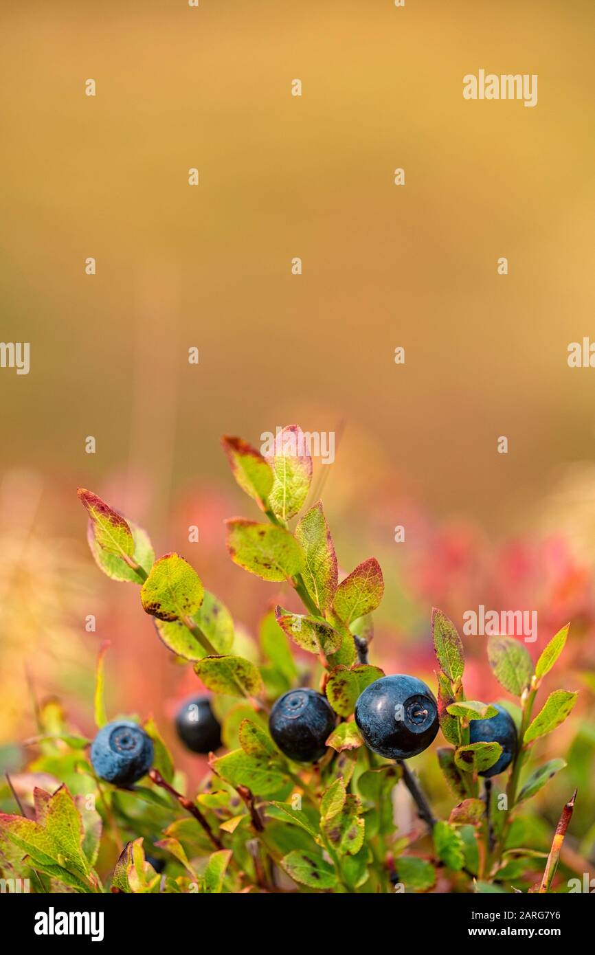 Nahaufnahme reifer wilder Blaubeeren Stockfoto