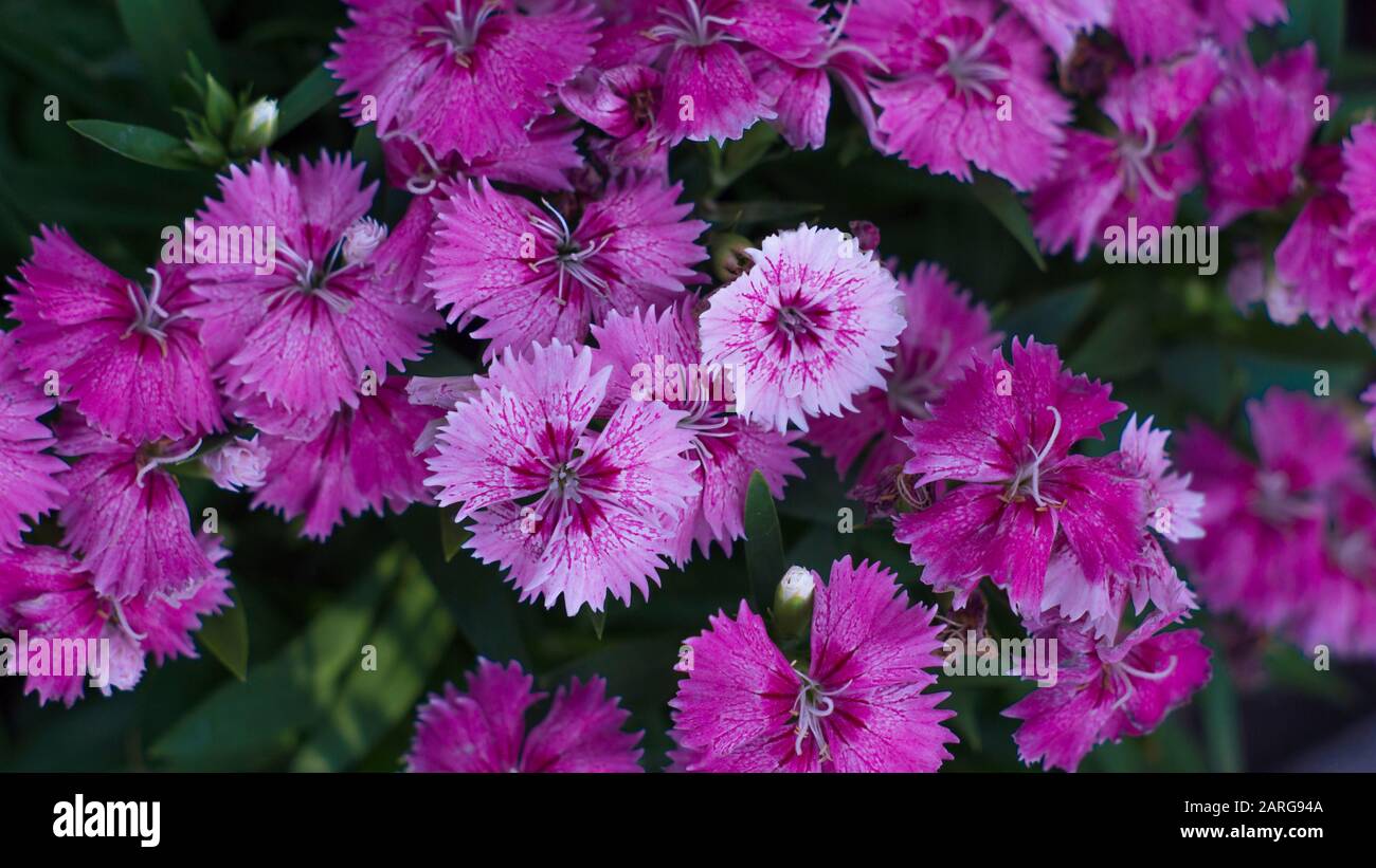 Die Blumen mit Hunderten wunderschöner Farben sehen im Frühjahr wunderschön aus Stockfoto