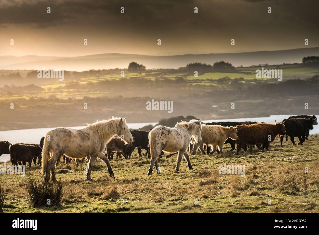 Eine gemischte Herde aus Bodmin Ponys und Rindern auf einem Feld am Bodmin Moor in Cornwall. Stockfoto