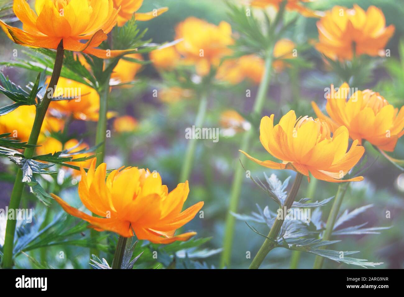 Orangefarbene Weltblumen in grünem Garten in der Nähe Stockfoto