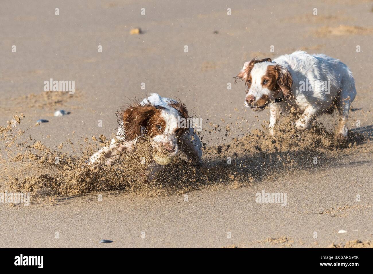 Der junge, energische Springer Spaniels läuft nach einem Ball am Fistral Beach in Newquay in Cornwall. Stockfoto