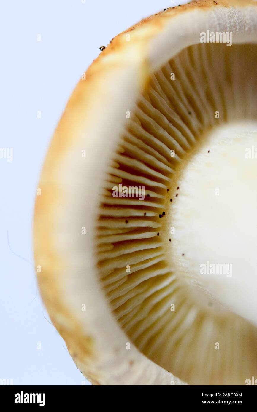 Nahaufnahme des Pilzbodens mit Lamellar und, oder Röhre oder Pollen Stockfoto