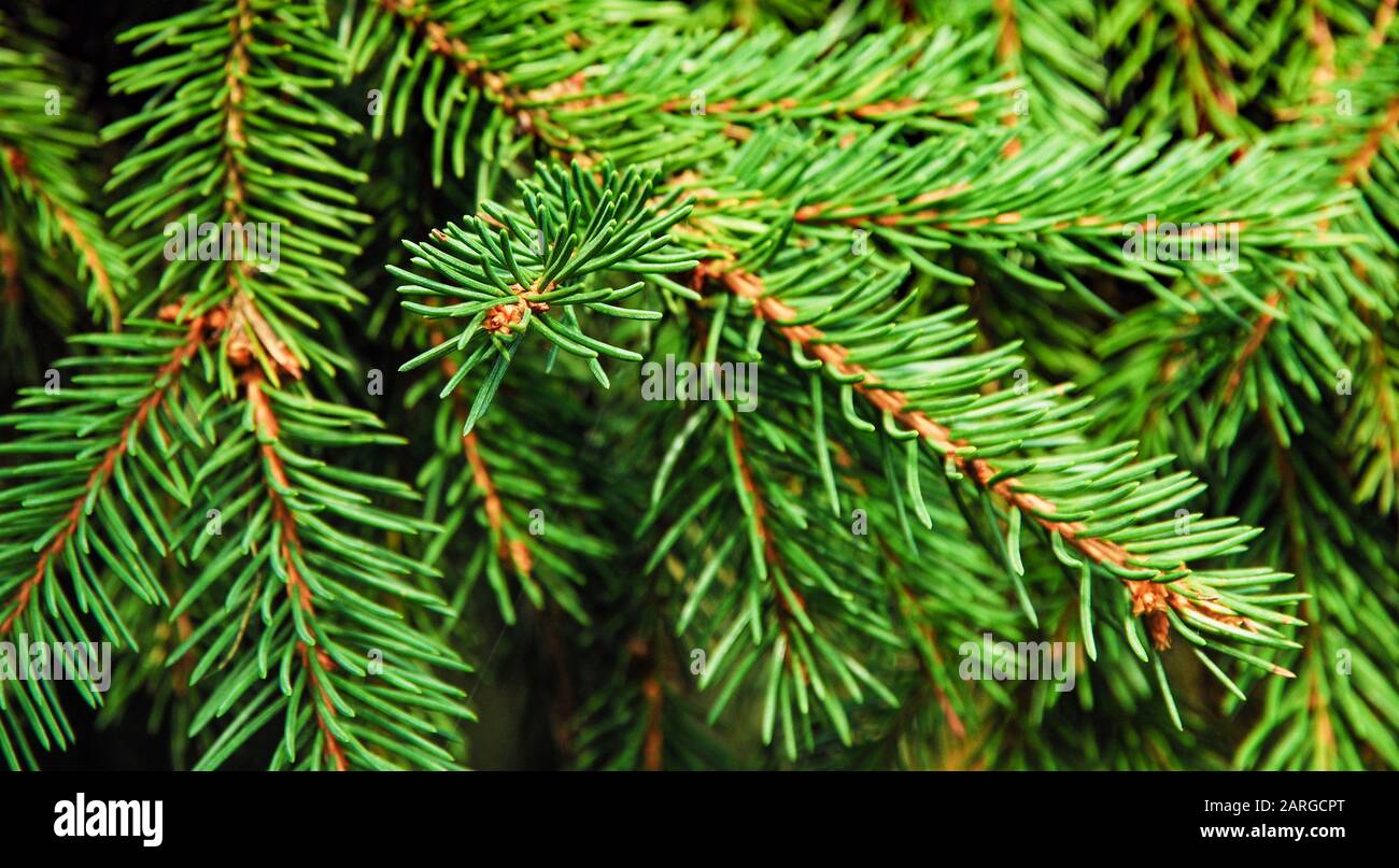 Hintergrund des grünen Kiefernzweigs Stockfoto