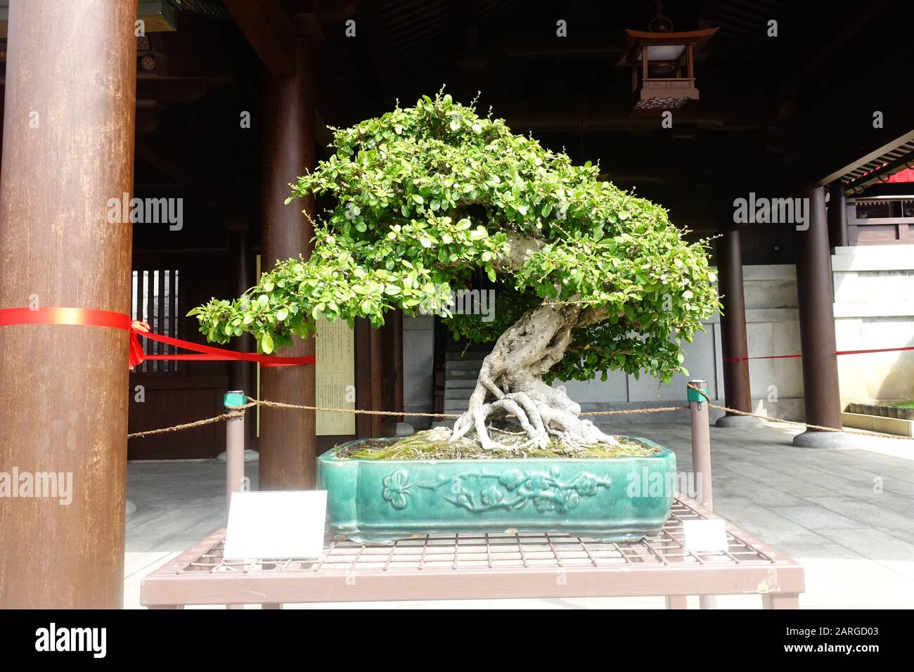 Hongkong - 27. Januar 2020: Bonsai Fukien Tea oder Carmona Microphylla ist ein Baum, der aus der Provinz Fujian an der Südostküste von Mainla stammt Stockfoto