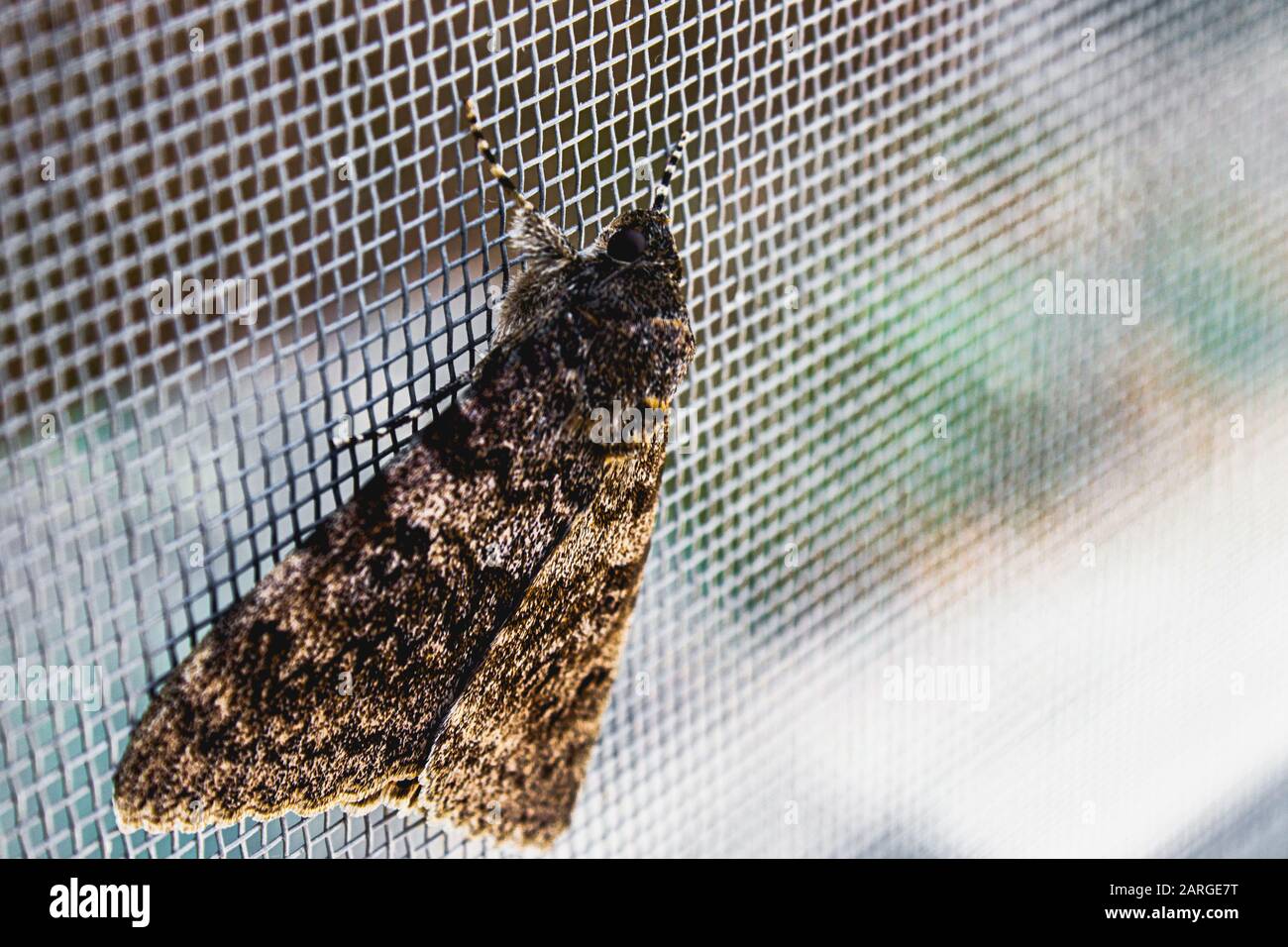 Ein Schmetterling sitzt auf einem Mückennetz auf dem Fenster. Ein wunderschönes Insekt in einem natürlichen Lebensraum. Großer Schmetterling. Stockfoto