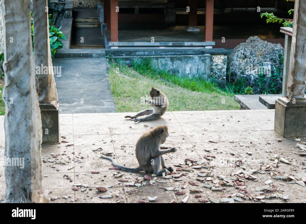 Makakenaffen, die im Gelände des Pura Luhur Uluwatu Tempels auf der Bukit Halbinsel im Süden Balis, Bali, Indonesien, pflegen Stockfoto