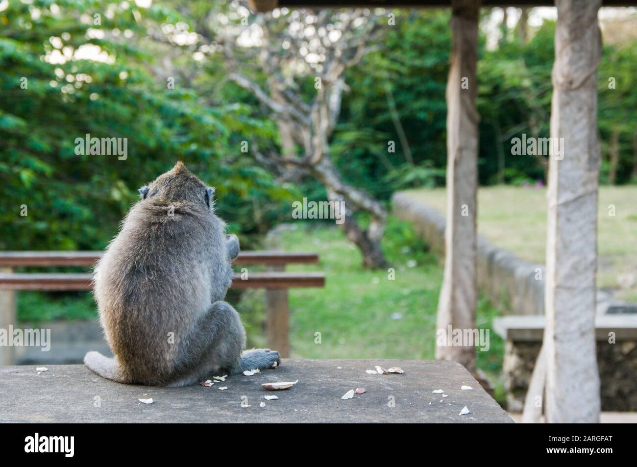Makakenaffen, die im Gelände des Pura Luhur Uluwatu Tempels auf der Bukit Halbinsel im Süden Balis, Bali, Indonesien, pflegen Stockfoto