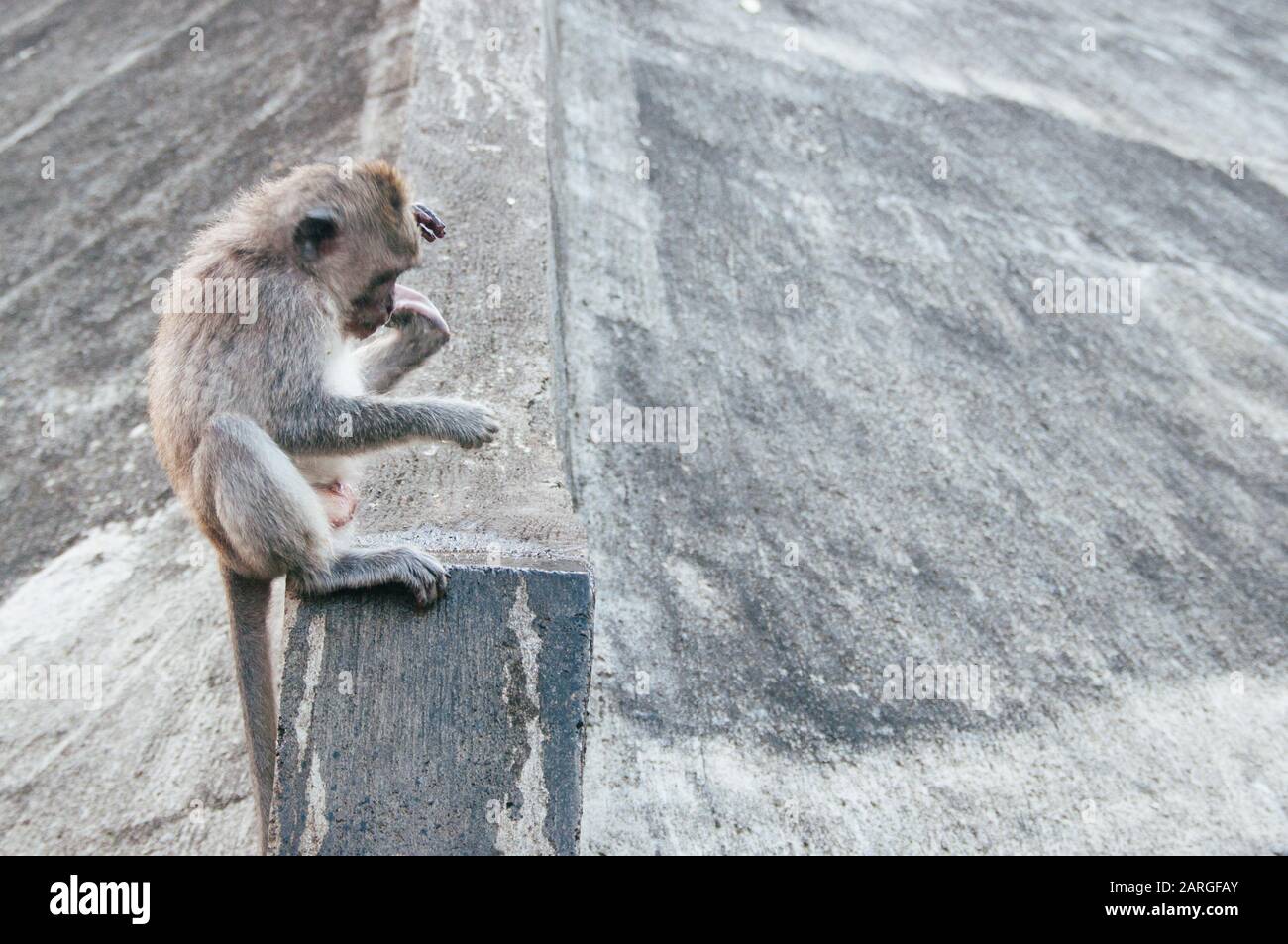 Lange Tailed Macaque Affen trinken aus Kunststoff Wasserflasche Uluwatu oder Ulu Watu Hindu Tempel Bali Indonesien Stockfoto