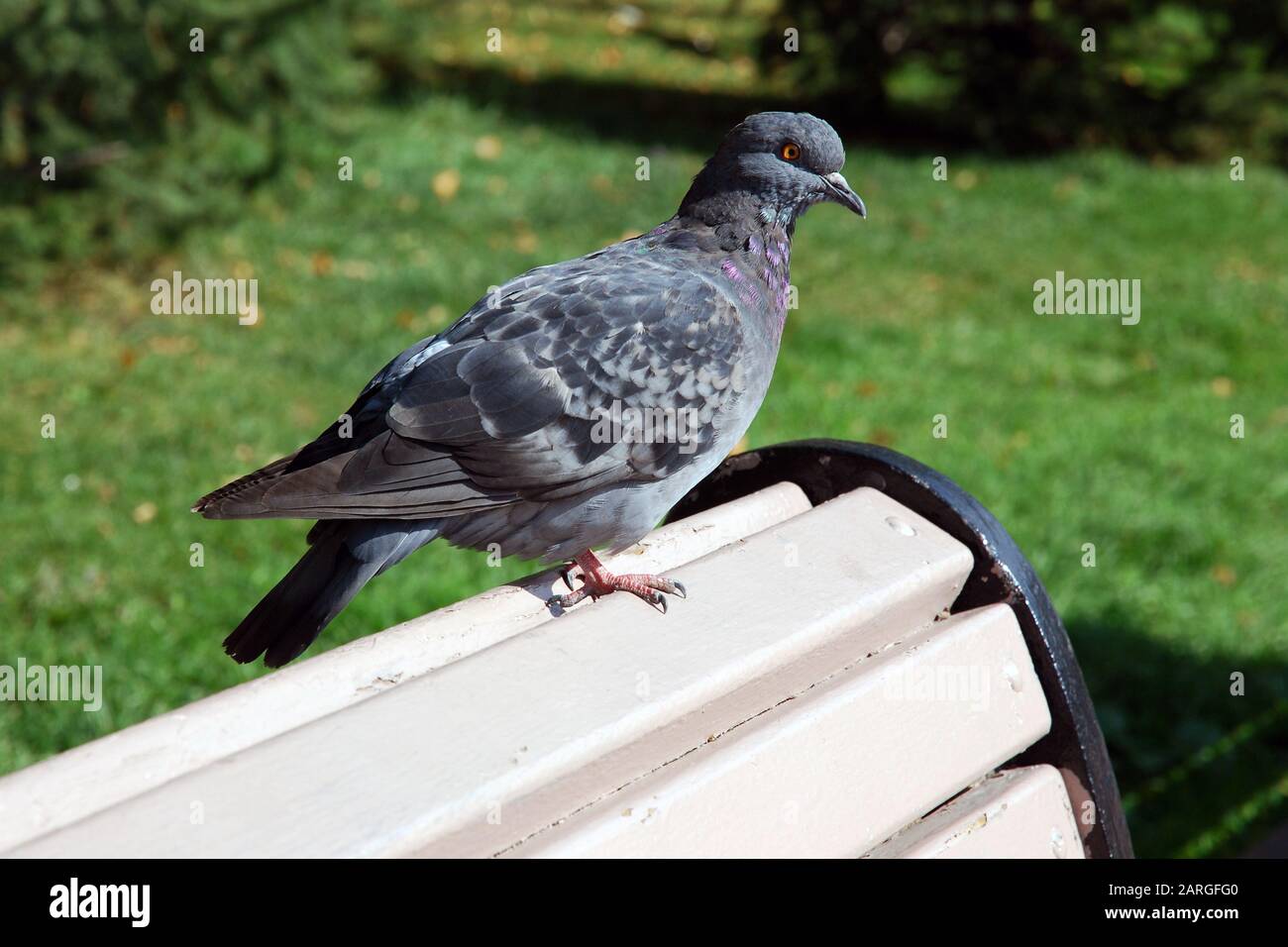 Eine Taube auf der Bank im Stadtpark gegen Grüngrasrasen. Stockfoto