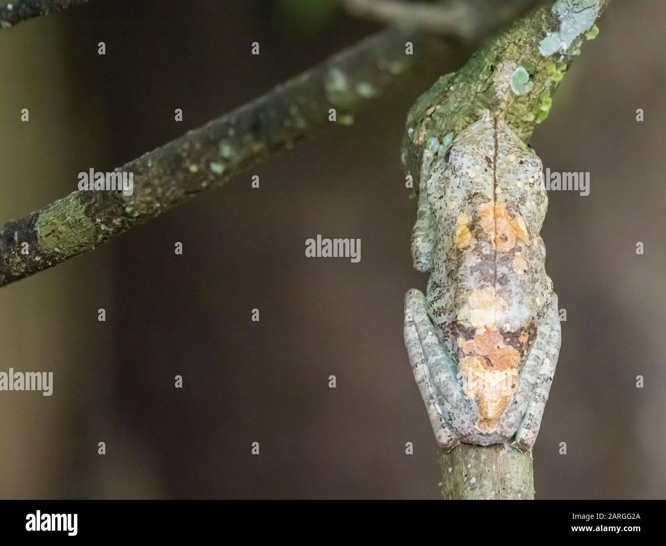 Ein ausgewachsener Gladiatorentrefrosch (Hypsiboas boans) in der Nähe von Clavero Lake, Amazon Basin, Loreto, Peru, Südamerika Stockfoto