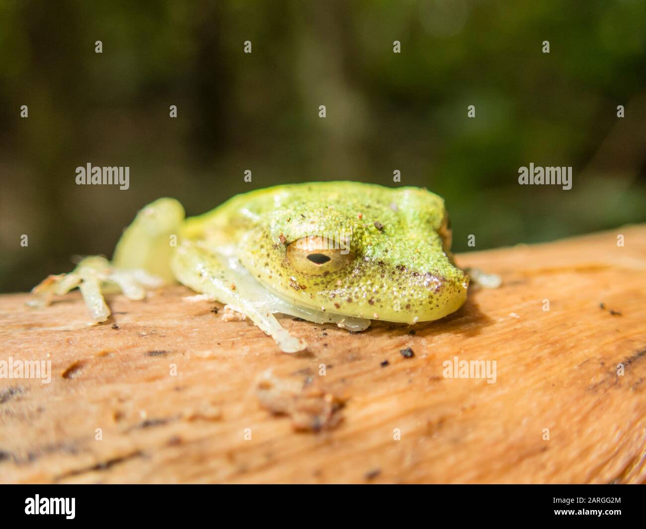 Ein ausgewachsener rauhäutiger grüner Treefrosch (Hyla granosa) am Fluss Maranon, Nauta, Peru, Südamerika Stockfoto