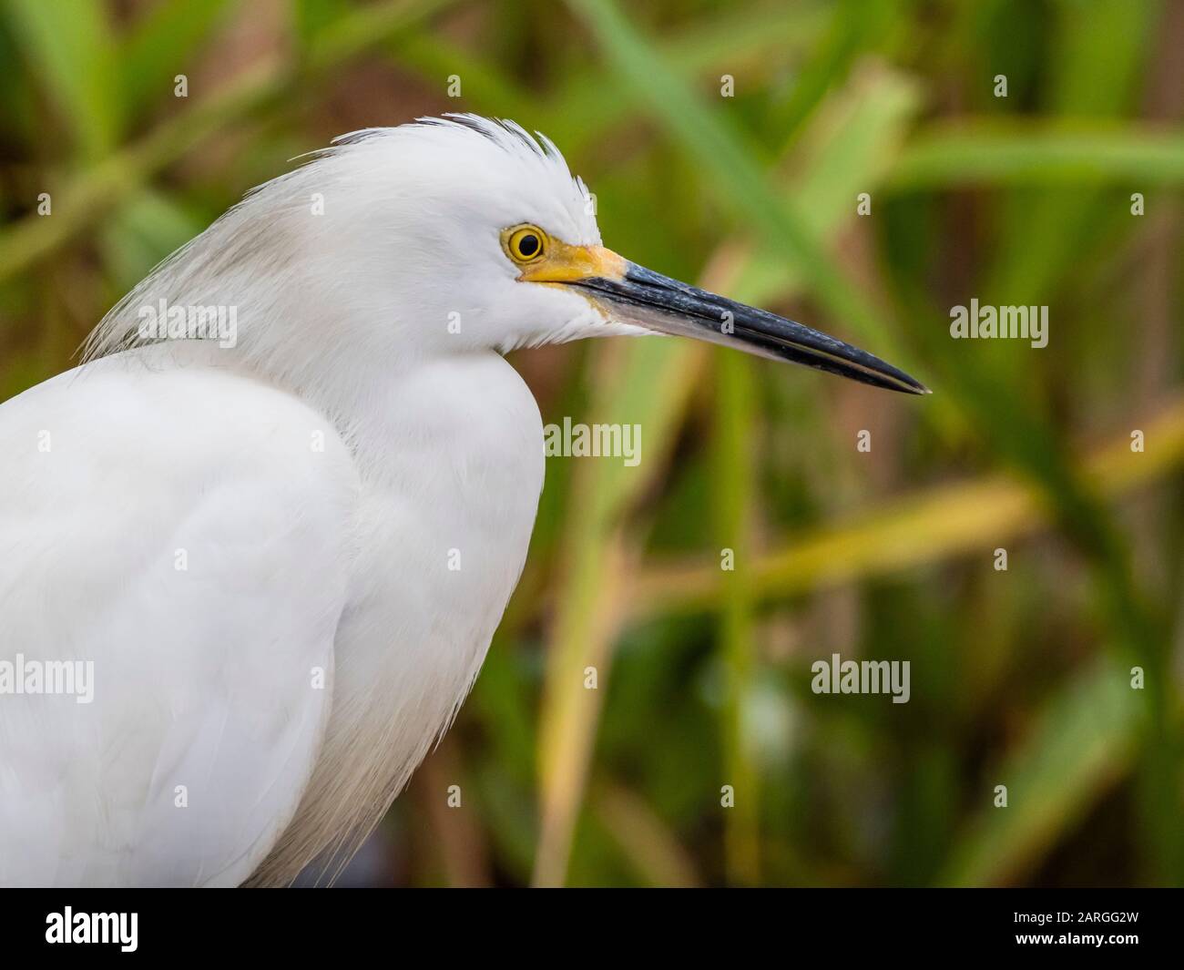 Ein ausgewachsenes Schneebrett (Egretta thula), Belluda Cano, Amazonasbecken, Loreto, Peru, Südamerika Stockfoto