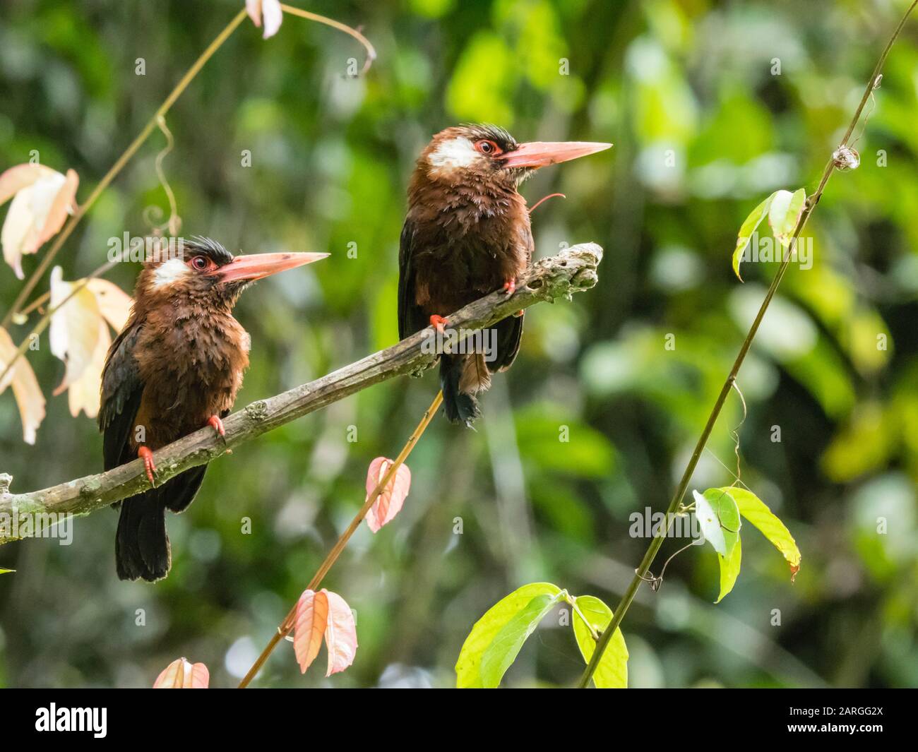Ein Paar weiße Jacamare (Galbalcyrhynchus leucotis), Pacaya River, Pacaya Samiria Reserve, Loreto, Peru, Südamerika Stockfoto