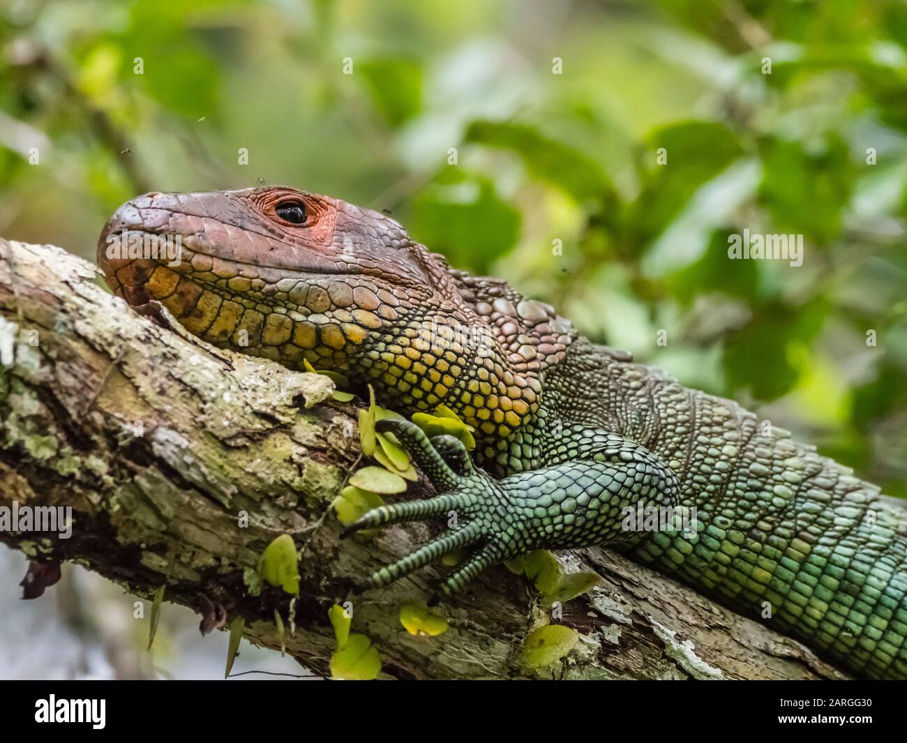 Ausgewachsene nördliche Kaiman-Echse (Dracaena guianensis), die in Belluda Cano, Amazonasbecken, Loreto, Peru, Südamerika Baskierung Stockfoto