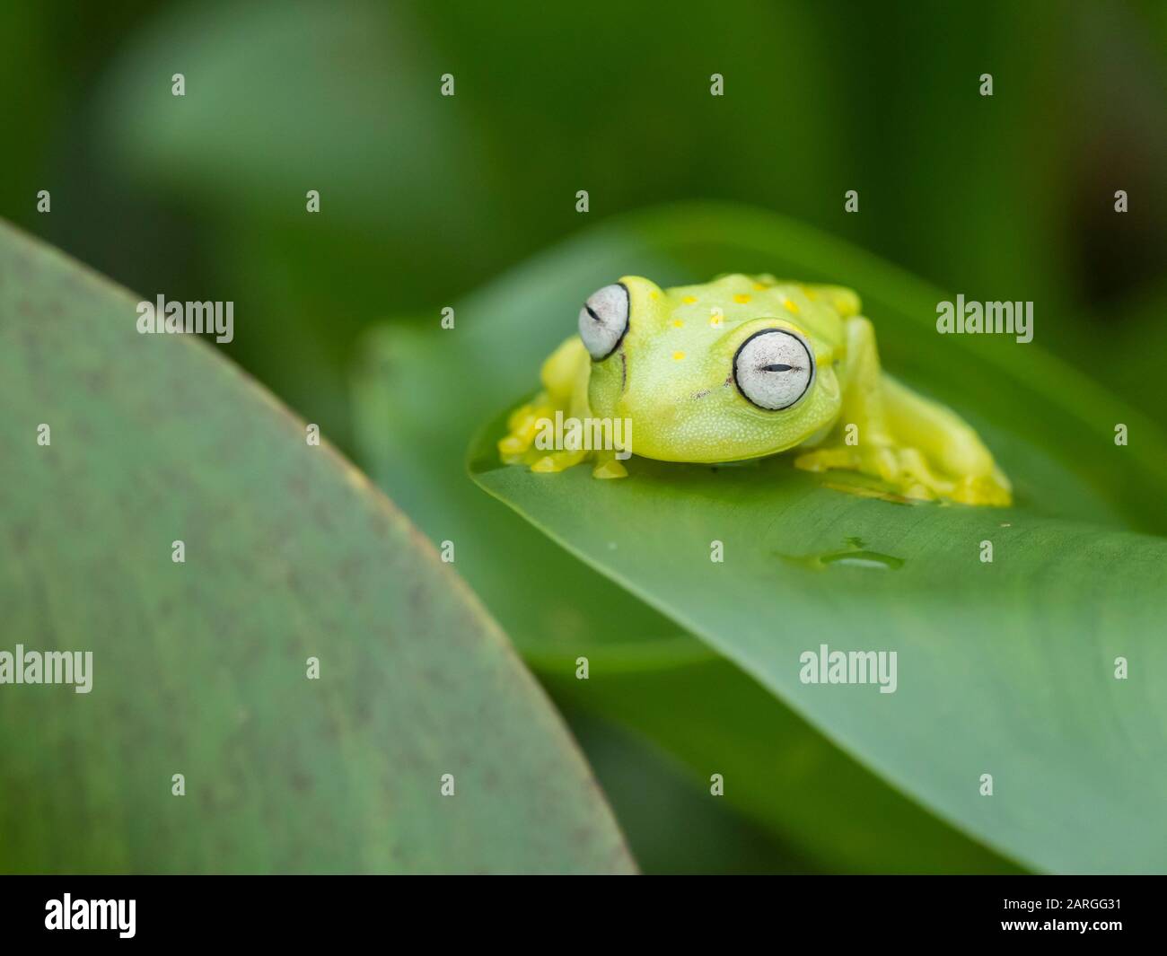 Ein ausgewachsener gemeinsamer Polkadot-Treefrosch (Hyla punctata), am Pacaya River, Amazonasbecken, Loreto, Peru, Südamerika Stockfoto