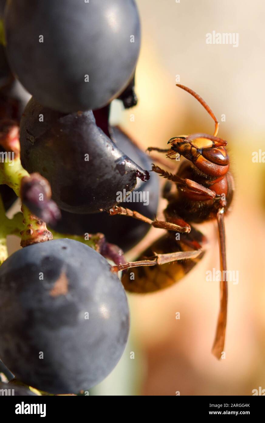 Gelb-orangefarbenes Hornet an einer reifen Traube Stockfoto