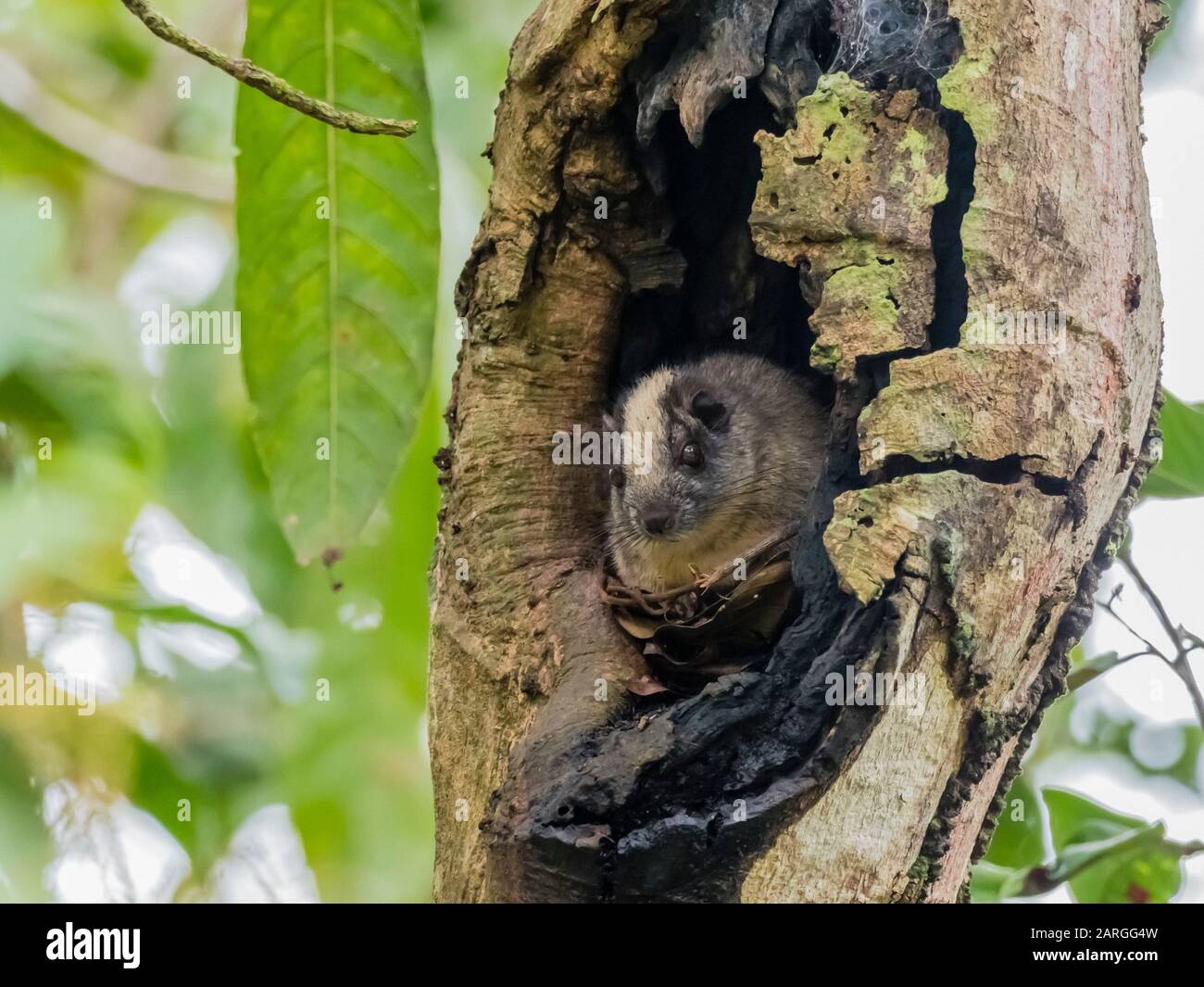 Eine Erwachsene gelb-krönte Pinselratte (Isothrix bistriata), auf Iricahua Cano, Amazonasbecken, Peru, Südamerika Stockfoto