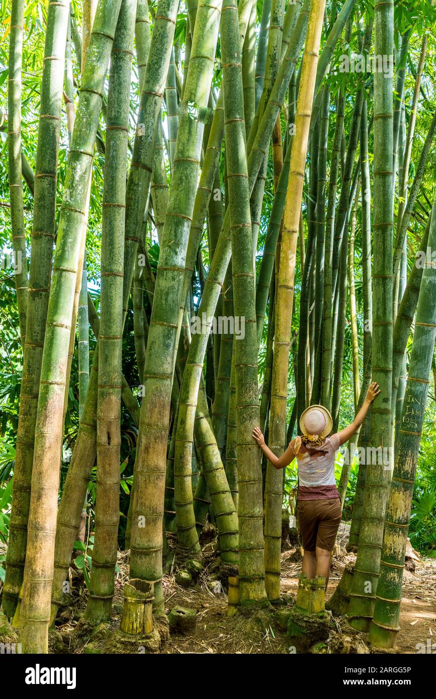 Schöne Frau, die im Bambuswald, im Botanischen Garten Pamplemousses, auf Mauritius, in Afrika aufblickt Stockfoto